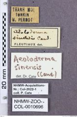 Etikette zu Aeoloderma sinense (NHMW-ZOO-COL-0010696)